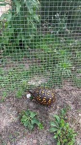 85K views · 10K reactions | Visitor at Garden State Tortoise! | Garden State Tortoise | Facebook