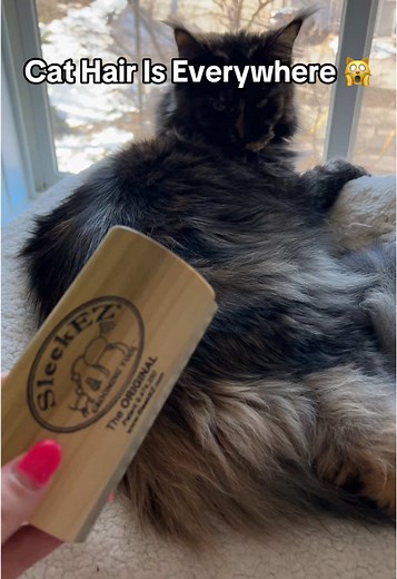 Tabby and Tuxedo Cat on TikTok