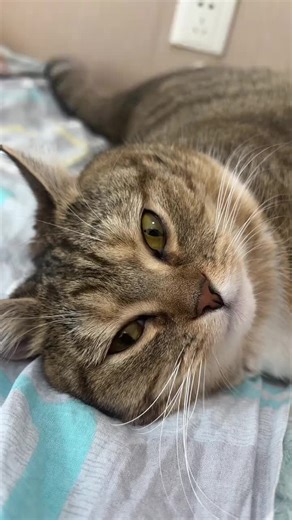 Cats Drama (@catsdrama_2k25)’s videos with original sound - Cats Drama