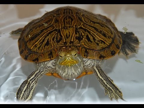 How to get your turtle to eat. What to do if he refuses food.