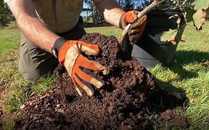 Care For Your Trees | Georgia Forestry Commission