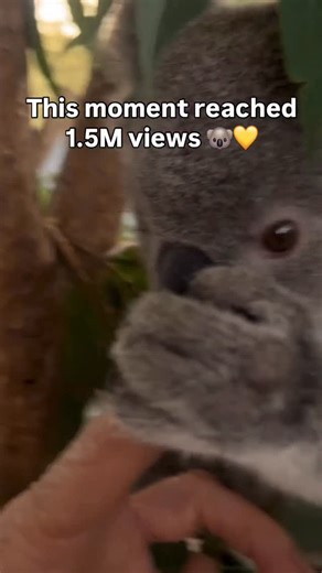@sunshinecoastkoalarescue on Instagram: "Mintie has been at Koala Kindy for a few weeks and is now climbing so high in the trees that daily visual checks are a challenge 🌳 From close human care to the treetops — she’s doing brilliantly and edging closer to release back to South Burnett 💛🐨#KoalaKindy #KoalaRecovery #FromCareToWild #AustraliaZoo"