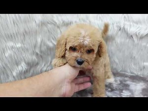 Adorable Cavapoos in Texas – Sweet, Playful & Family-Ready!