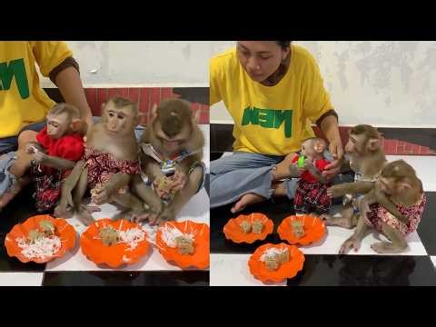 Snack Time Action! 🍰 3 Dressed-Up Monkeys Dig Into Their Sweet Cake