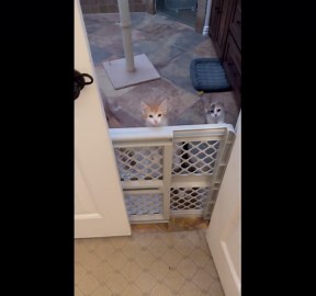 Kittens Climb Over Baby Gate