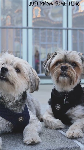 Entropy in AI Explained in 30 S #AI #EntropyExplained #ArtificialIntelligence #JustKnowSomething