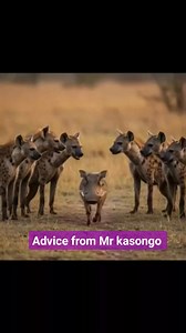 9K views · 180 reactions | Mr kasongo advising the hyenas,. #kasongoyee #highlightseveryonefollowers #animalsconservation #fyp #warthog #AnimalsProject #fbpost #animals | MR Warthog - v16 cylinder | Facebook