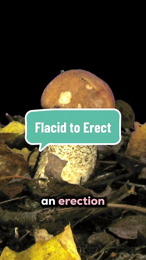 Fastest Flacid to Fully Erect: Human Body Blood Flow Changes Explained