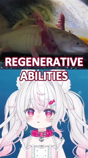 This creature can regrow its BRAIN!