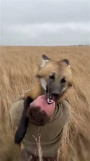 Maned Wolf Missed His Loving Dad 💖