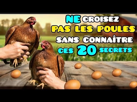 "Les 20 SECRETS à connaître AVANT de croiser des races de poules et d'en assurer le succès."