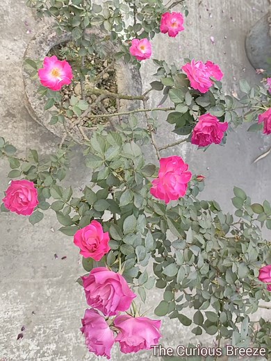 A vibrant display of magenta roses blooming beautifully in a pot. Nature's art at its finest, bringing a splash of color to the day! 🌸✨ #TheCuriousBreeze #Roses #GardenLife #Flowers #NatureBeauty