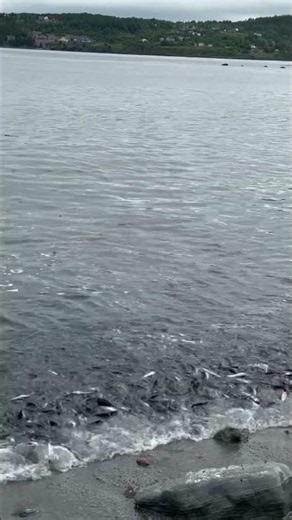 Have You Ever Seen THIS? #newfoundland ‘S Capelin Roll! #shorts #CapelinRoll #canada