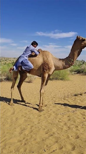 Funny scene of comedy with camel in Desert thar #asmr #animals #humongous #funnyreel #yawn