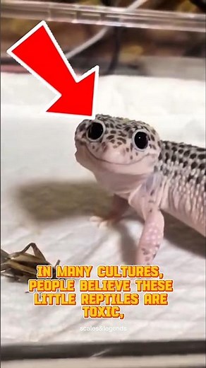 “Are Geckos Poisonous? The Truth Behind the Myth 🦎 #ReptileFacts #GeckoMyth #WildlifeFacts”