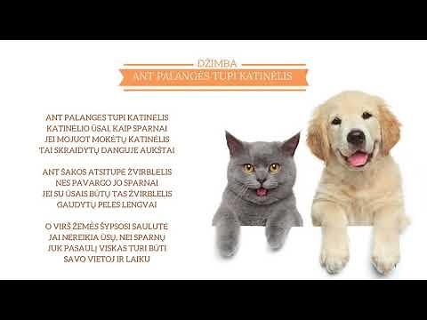 DŽIMBA - Ant palangės tupi katinėlis