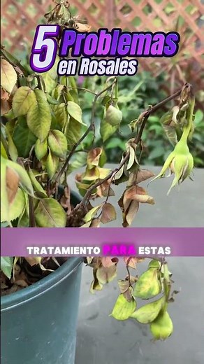 5 Rose Problems You Shouldn't Ignore and How to Easily Solve Them