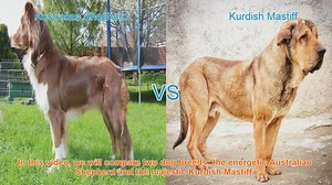 Australian Shepherd vs. Kurdish Mastiff: A Breed Comparison