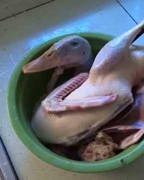 Hillarious duck laughing