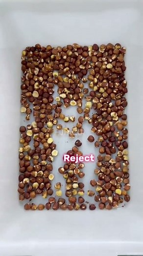 Hazelnut Color Sorter — Remove Broken & Defective Nuts | 99.99% Precision Sorting Machine by JIACUI