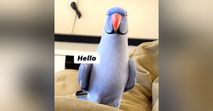 Meet Hamlet The Ring-Necked Parrot — The Cheekiest Little Chap You’ve Ever Seen!