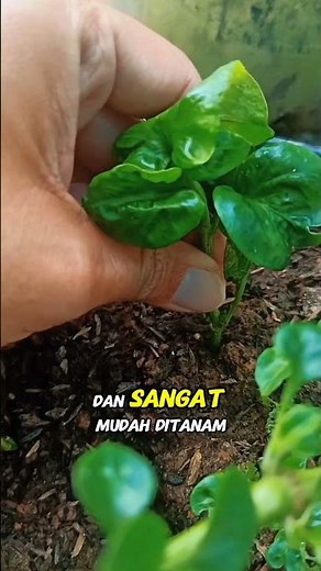 Perennial Vegetables You Must Plant! Brazilian Spinach