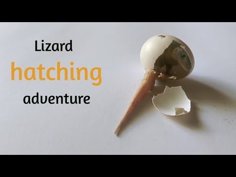 "Baby Lizard Hatching from Egg | Amazing Lizard Birth"