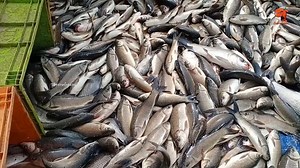 326K views · 55 shares | Catla fish is commonly found in rivers, canals and the breeding percentage is very good. This fish can also be grown commercially in fresh water ponds. Catla commercial farming in freshwater pond is very profitable as these fish are hardy and grow very fast by eating surface feed. | Neerulagam | Facebook