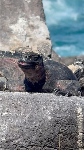Prehistoric Creatures of the Galápagos: Marine Iguanas #wildlife