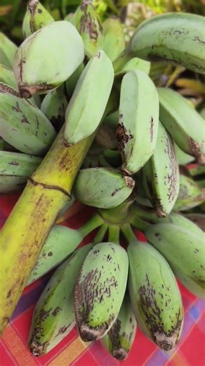 I just picked my first bunch of Blue Java Banana " Ice Cream Banana".Lots birds in my garden today