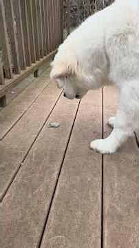 Frank the cutest Golden Retriever/Samoyed puppy meets his first toad (channel update in comments)