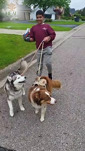 Waheed from G za is now walking therapy dogs after receiving his prosthetics. He lost his right eye, arm, and leg in the bombing of his home, but he’s still moving forward. #therapydogs #physicaltherapy #emotionalsupport #dogs | HEAL Palestine