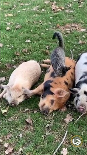 Cat vs Sleeping Pigs… Big Mistake#funny #shorts