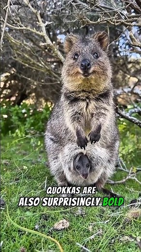 Quokka animal facts !!! daily unbelievable facts 👀 is this real?? #facts #animals #natureanimal