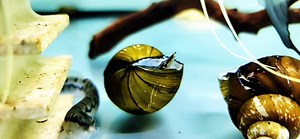 10K views · 254 reactions | Shell Dweller  | Jason's Plecos & Cichlids LLC | Facebook