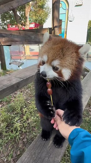 #redpanda #cute #cuteanimals #animallovers #adorable | red panda