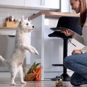 Cesar Hundefutter/Hochwertige Hundenahrung mit ausgesuchten Zutaten