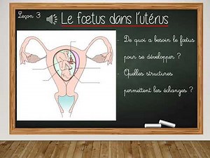 La reproduction humaine en CM2