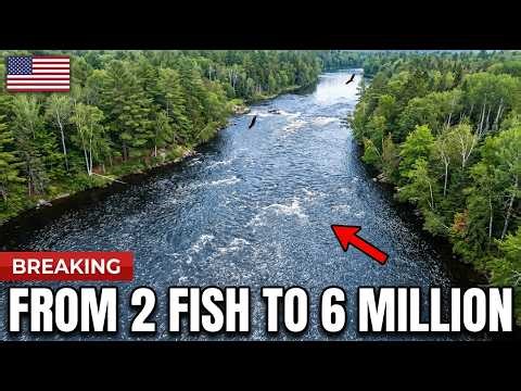 Maine Had Only 2 Fish Left — They Demolished 2 Dams and 6 Million Came Back