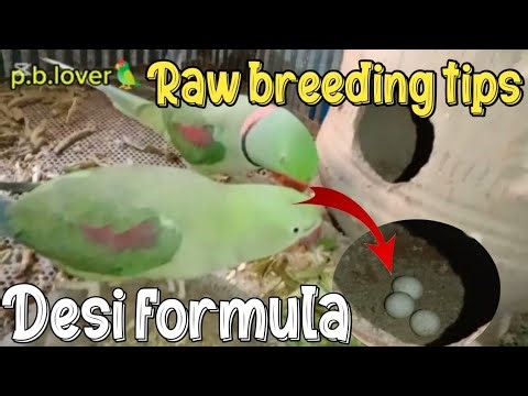 Raw parrot breeding season December 2024 | breeding tips formula #breeding #raw
