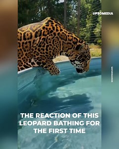 The nervousness of this adorable leopard bathing for the 1st time in a pool will completely surprise you. | The Kiwi