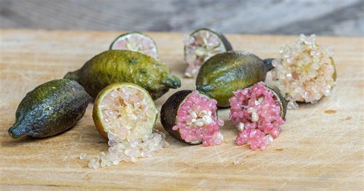 Le citron caviar : le fruit rare qui fait exploser les prix, découvrez pourquoi son prix flambe et où en trouver