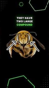 How Bees See the World