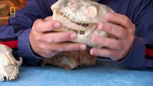 National Geographic Prehistoric Predators Razor Jaws