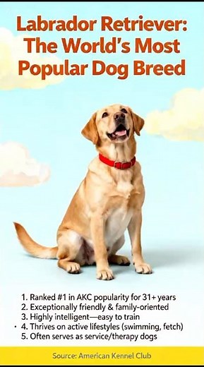 5 Amazing Labrador Retriever Facts #dogs #dogfacts #labradorretriever #CurioClips