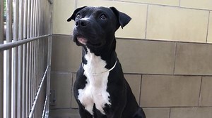 2.9K views · 46 reactions | ✔️Oct 15: Rescued! Gracie’s Pit Bull...