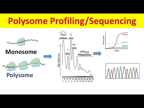 Polysome Profiling & Sequencing: Principle, Process and Data Analysis| Polysome Fractionation |