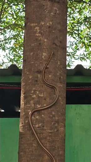 sanke defense mechanism #nature #shorts