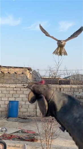 Falcon Training Perfection — The Moment It Lands! #shorts #shortsfeed #shortsyoutube #shortsyoutube