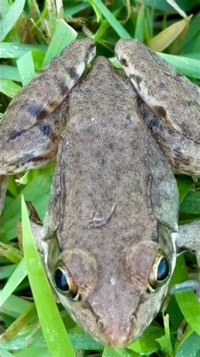 The green frog, is a species of frog native to eastern North America #nature #outdoors #wildlife